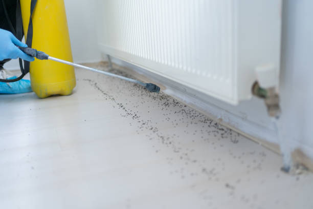 Trusted Wayne City, IL Pest Control Experts
